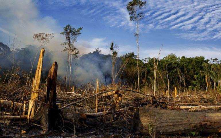 Programa de combate ao desmatamento chega em mais dois municípios do Amazonas / Divulgação